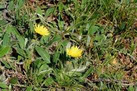 Attēlu rezultāti vaicājumam “Pilosella officinarum leaf”