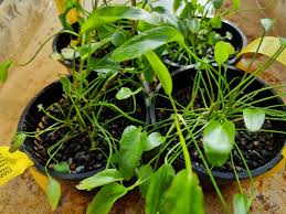 Attēlu rezultāti vaicājumam “Ranunculus lingua leaf”