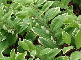 Attēlu rezultāti vaicājumam “Polygonatum odoratum”