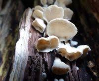 Attēlu rezultāti vaicājumam “Antrodiella semisupina”