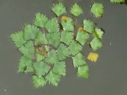 Attēlu rezultāti vaicājumam “Trapa natans leaf”