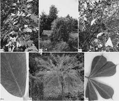 Attēlu rezultāti vaicājumam “Caragana arborescens leaf”