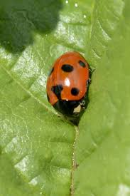 Attēlu rezultāti vaicājumam “Hippodamia notata”
