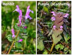 Attēlu rezultāti vaicājumam “Lamium amplexicaule”