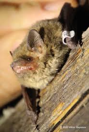 Attēlu rezultāti vaicājumam “Pipistrellus nathusii”