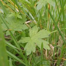Attēlu rezultāti vaicājumam “Geranium palustre fruit”