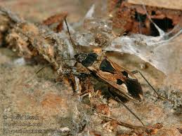 Image result for Rhyparochromus