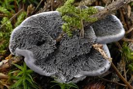 Attēlu rezultāti vaicājumam “Phellodon melaleucus”