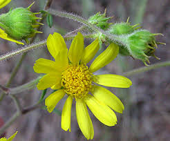 Attēlu rezultāti vaicājumam “Diderma hemisphaericum macro”