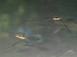 Attēlu rezultāti vaicājumam “Gerridae imago”