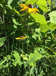 Attēlu rezultāti vaicājumam “Rudbeckia hirta var. pulcherrima flower”