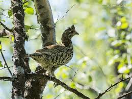 Attēlu rezultāti vaicājumam “Tetrastes bonasia female”