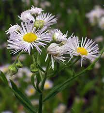Attēlu rezultāti vaicājumam “Erigeron annuus”