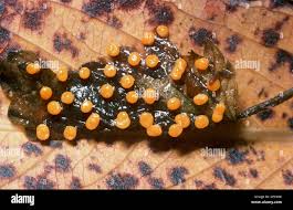 Attēlu rezultāti vaicājumam “Craterium minutum stalked”