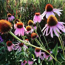 Image result for Echinacea purpurea