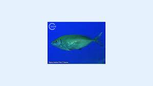 Image result for Siganus rivulatus