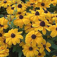 Attēlu rezultāti vaicājumam “Rudbeckia hirta var. pulcherrima flower”