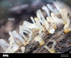 Attēlu rezultāti vaicājumam “Calocera pallidospathulata”