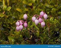 Attēlu rezultāti vaicājumam “Andromeda polifolia fruit”