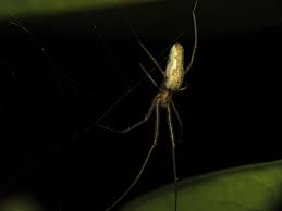 Attēlu rezultāti vaicājumam “Tetragnatha montana”