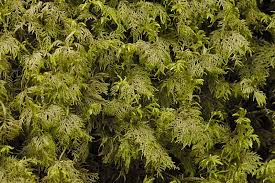 Attēlu rezultāti vaicājumam “Hylocomium splendens”