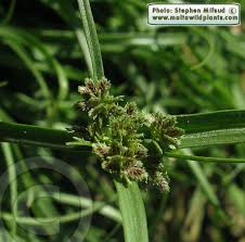 Attēlu rezultāti vaicājumam “Cyperus fuscus”