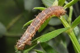 Attēlu rezultāti vaicājumam “Colostygia pectinataria”