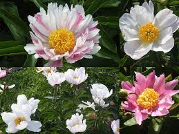 Attēlu rezultāti vaicājumam “Paeonia lactiflora”