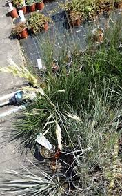 Attēlu rezultāti vaicājumam “Helictotrichon pratense leaf”