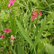 Attēlu rezultāti vaicājumam “Lathyrus sylvestris fruit”