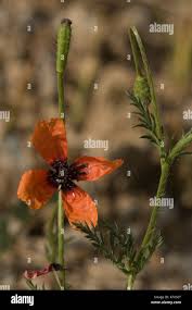 Attēlu rezultāti vaicājumam “Papaver argemone flower”