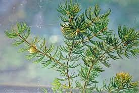 Attēlu rezultāti vaicājumam “Ceratophyllaceae”