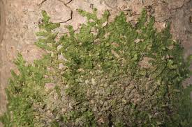 Attēlu rezultāti vaicājumam “Radula complanata”