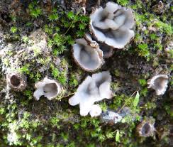 Attēlu rezultāti vaicājumam “Geopora arenicola”