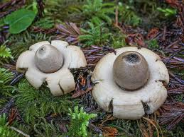 Attēlu rezultāti vaicājumam “Geastrum minimum”