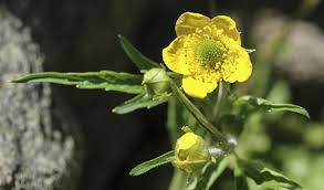 Attēlu rezultāti vaicājumam “Geum urbanum flower”