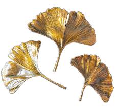 Attēlu rezultāti vaicājumam “Ginkgo biloba leaf”