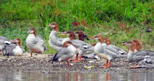 Attēlu rezultāti vaicājumam “Mergus merganser juvenile”
