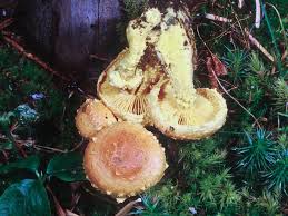 Attēlu rezultāti vaicājumam “Pholiota flammans”