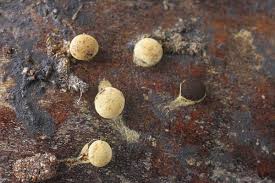 Attēlu rezultāti vaicājumam “Didymium spongiosum spores”