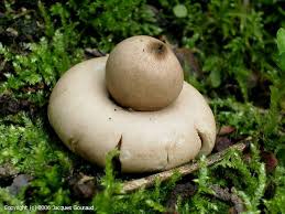 Attēlu rezultāti vaicājumam “Geastrum fimbriatum”