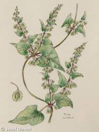 Attēlu rezultāti vaicājumam “Fallopia dumetorum”