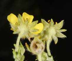 Image result for Potentilla argentea