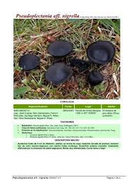 Attēlu rezultāti vaicājumam “Pseudoplectania nigrella”