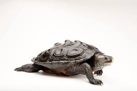 Image result for Malaclemys terrapin