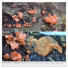 Attēlu rezultāti vaicājumam “Craterocolla cerasi”