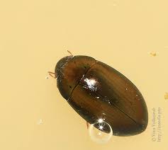 Attēlu rezultāti vaicājumam “Hydrochara caraboides”