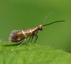 Attēlu rezultāti vaicājumam “Micropterigidae”