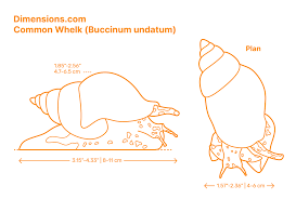 Image result for Buccinum undatum