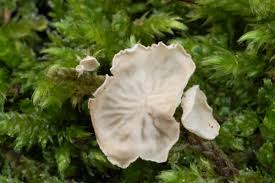 Attēlu rezultāti vaicājumam “Arrhenia retiruga”